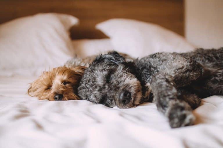 chiens dormir lit intérieur appartement
