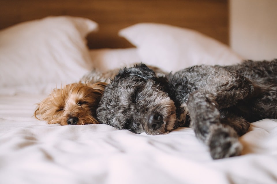 chiens dormir lit intérieur appartement