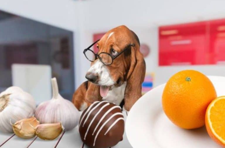 chien chocolat