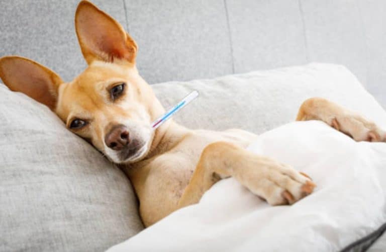 chien malade thermomètre fièvre