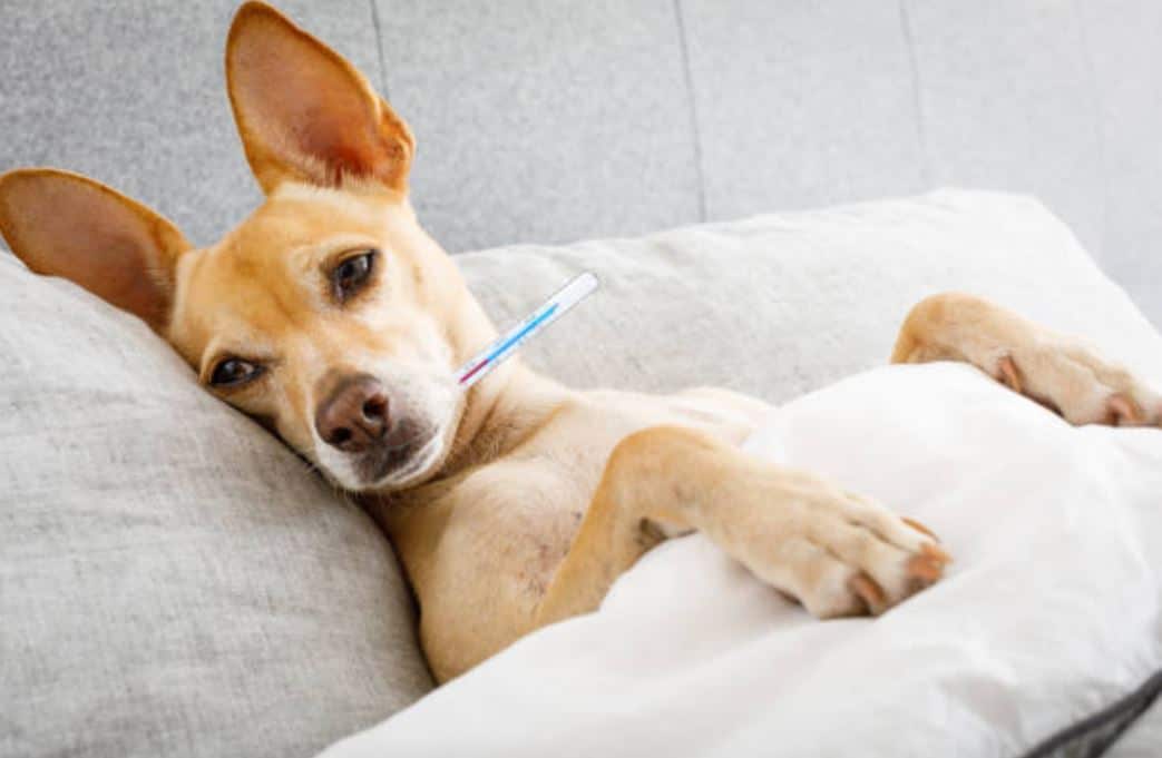 chien malade thermomètre fièvre