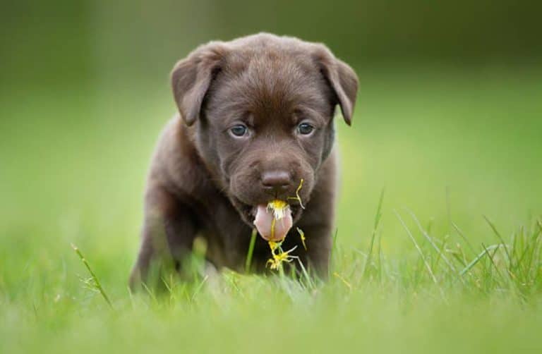 chien mange herbe