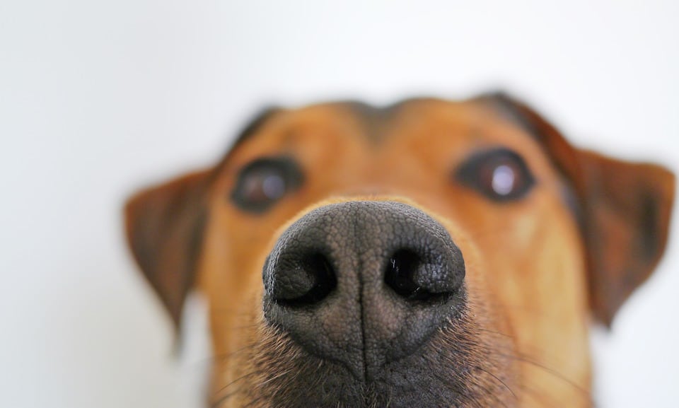 chien museau