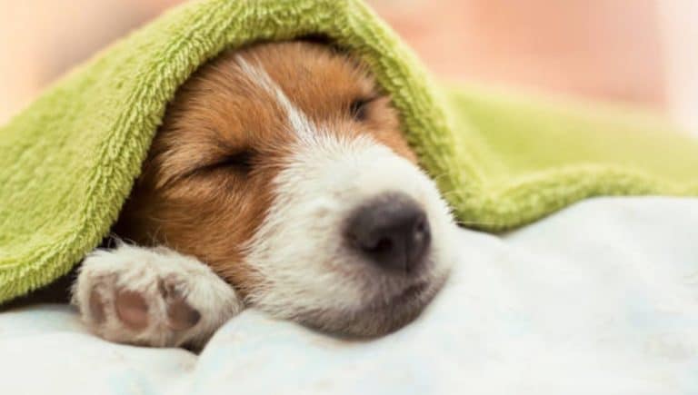 chiot bain