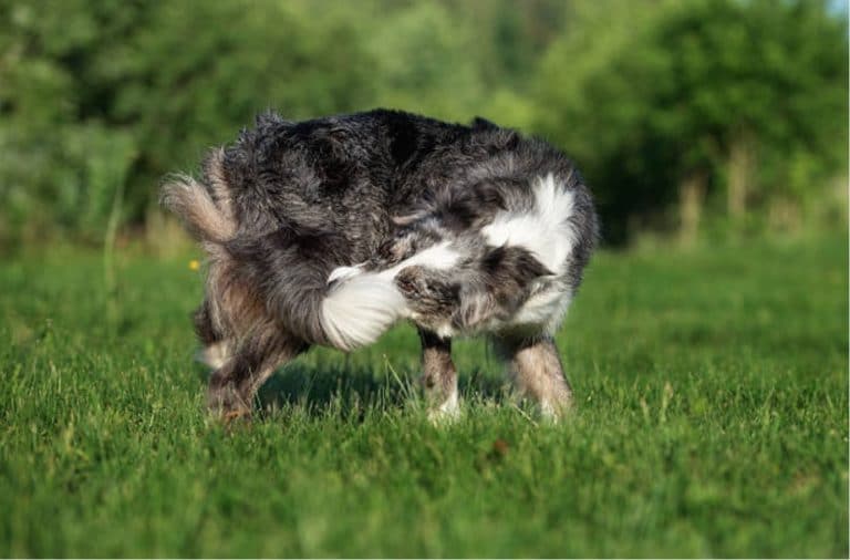 chien tourne en rond