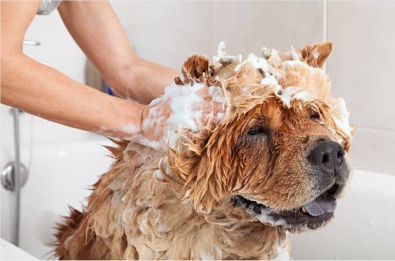 chien laver shampooing