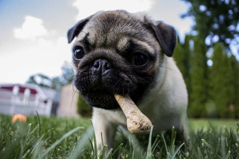 Chien os nourriture aliment