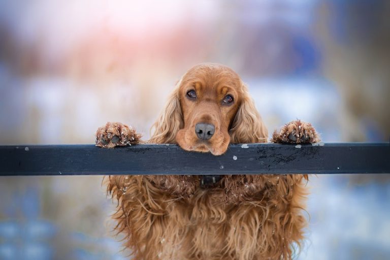 chien cocker