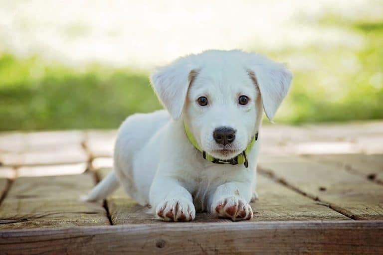 chiot