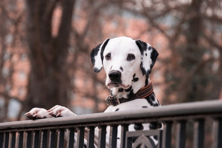 chien dalmatien