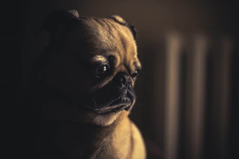 Jaloux triste carlin chien