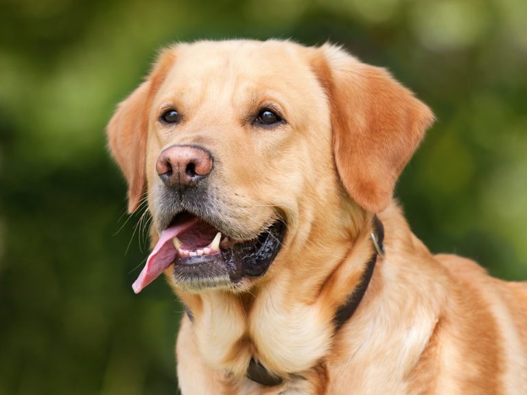chien labrador retriever