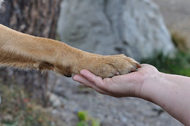Patte chien main