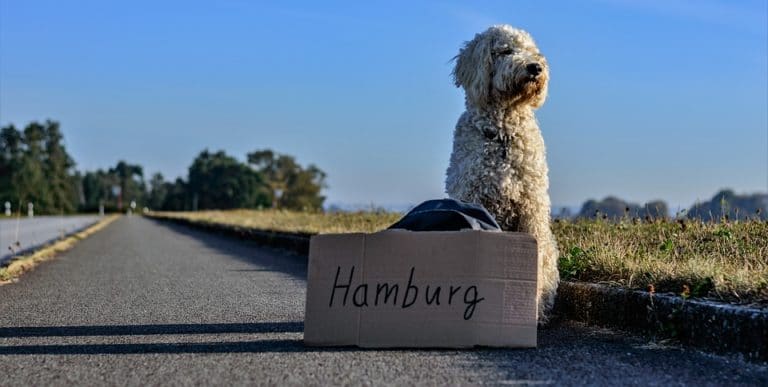 Route chien stop voyage