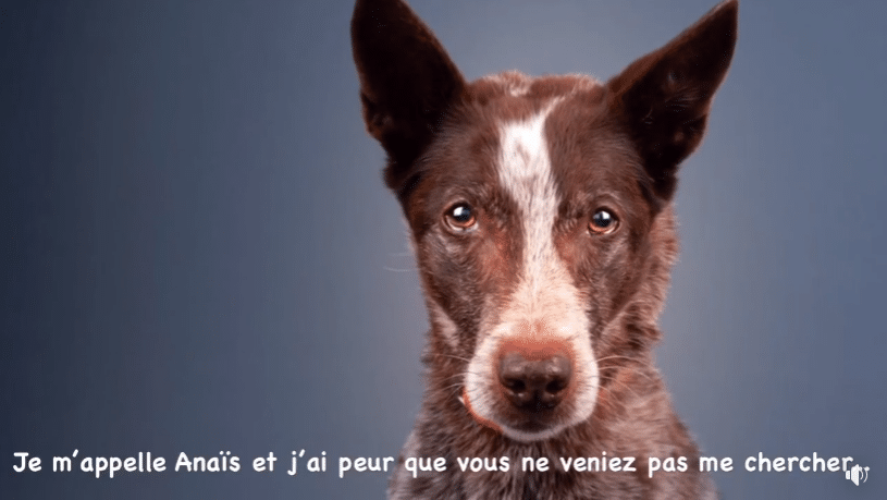 Anaïs chienne berge refuge