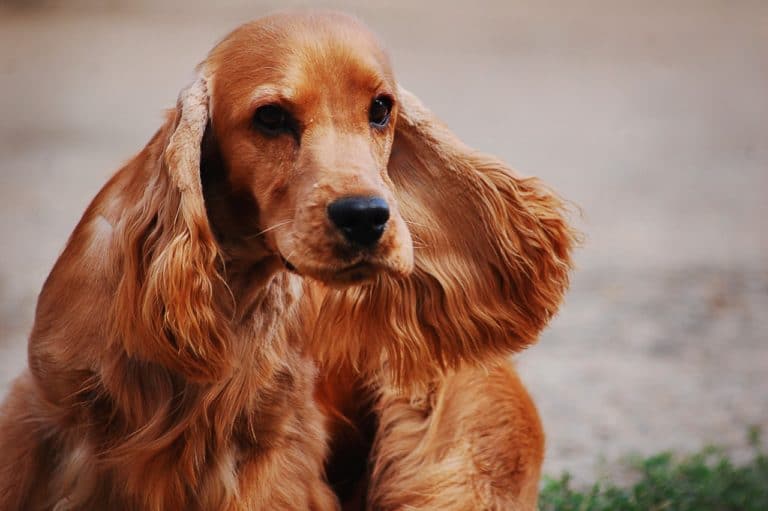 chien cocker beaux poils
