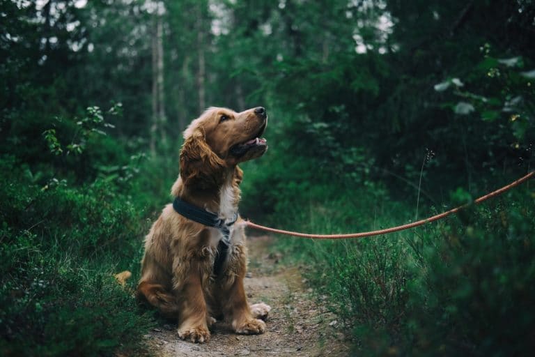 chien laisse collier
