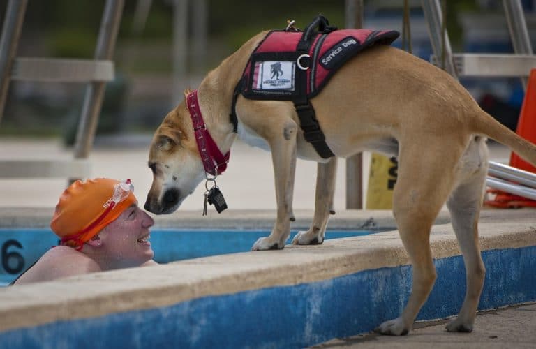 assistance chien golden labrador