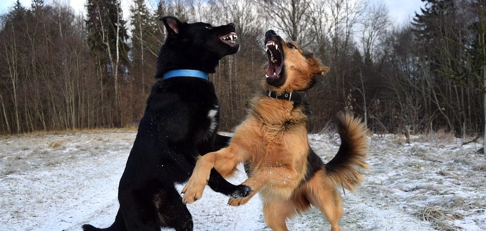 Vous Entrez Dans Une Piece 2 Chiens