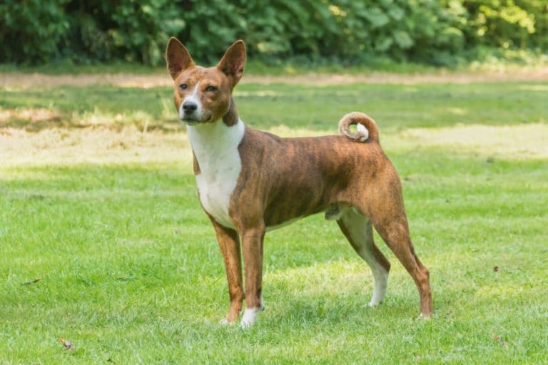 chien basenji