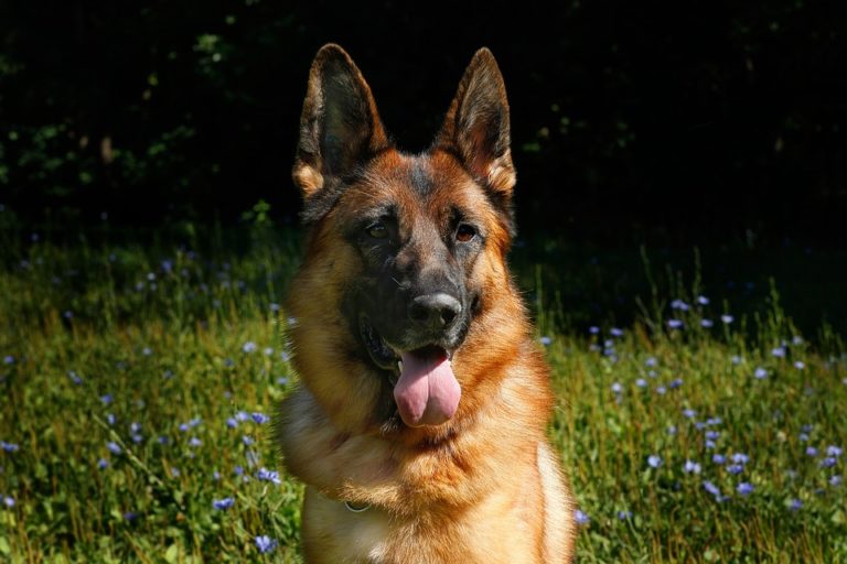 chien berger allemand