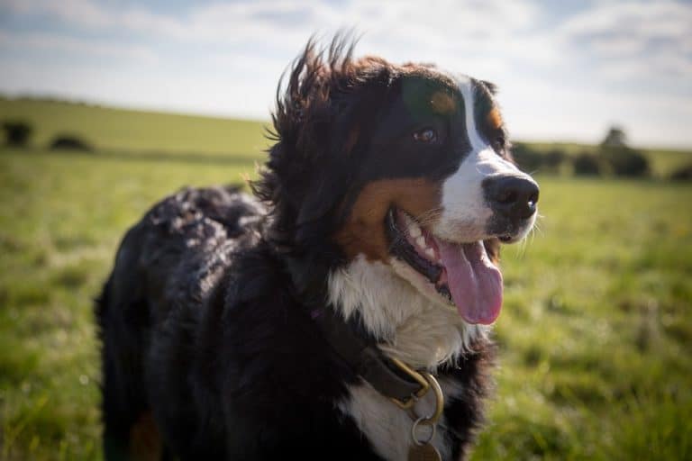 chien bouvier bernois