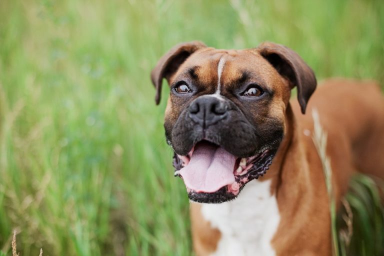 boxer chien