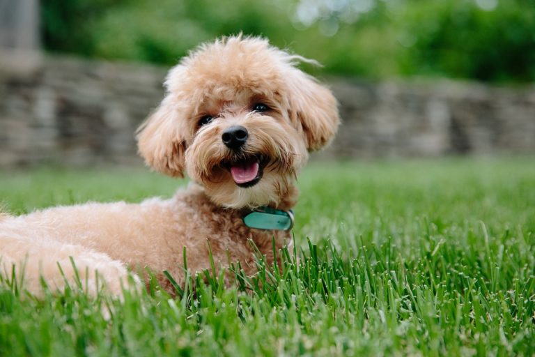 caniche chiot