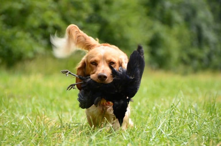 chien chasse prédateur