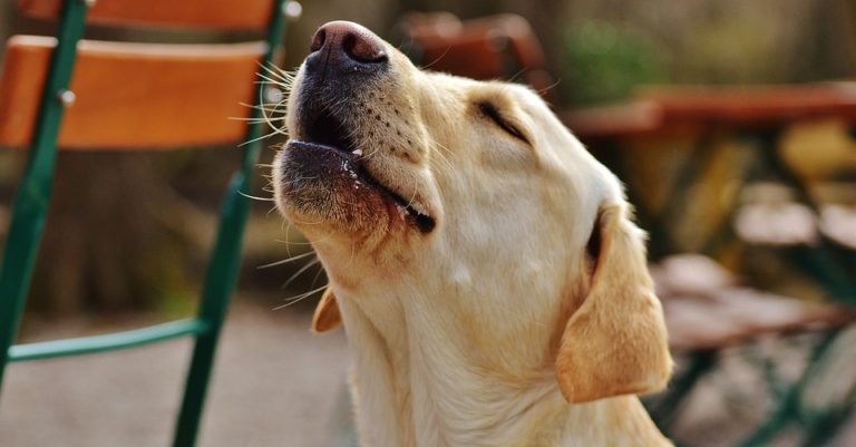 chien hurlement