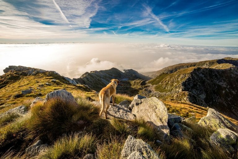 chien monde