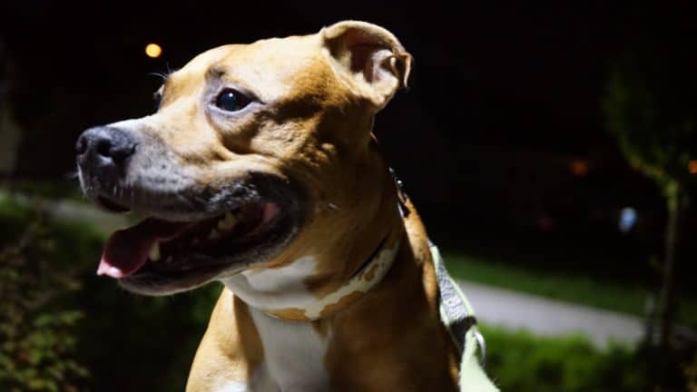 chien nuit aboie