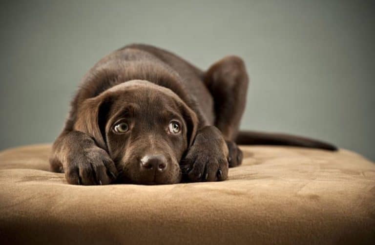 chien peur fatigué couché