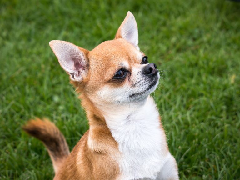 chien chihuahua