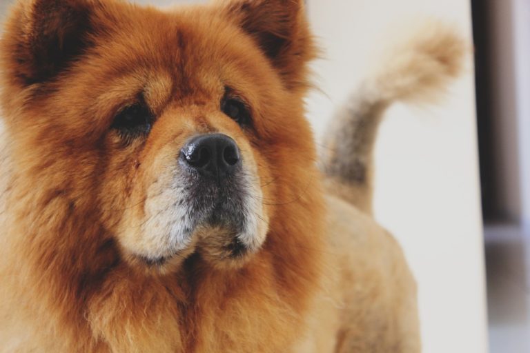 chow chow chien