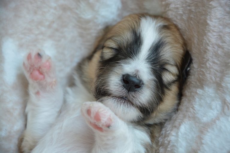 dort chien chiot
