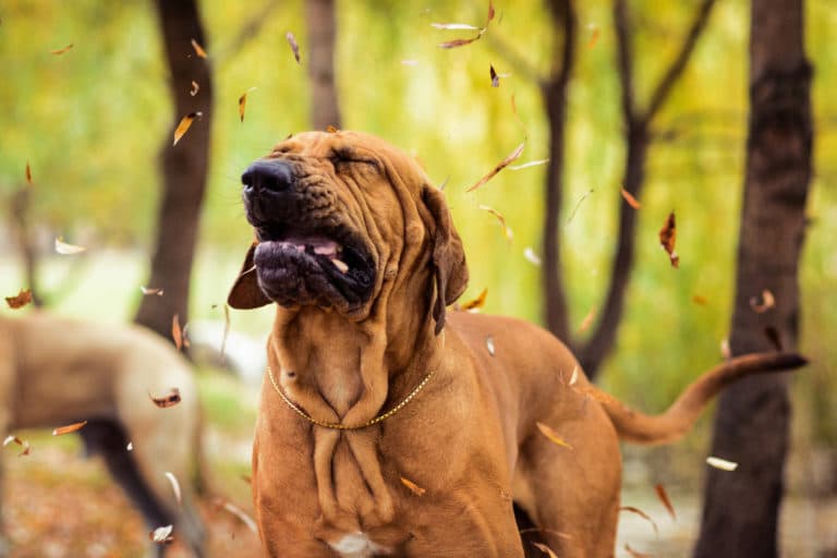 chien éternue