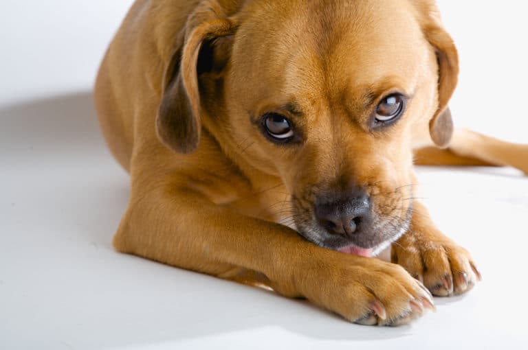 chien patte lèche