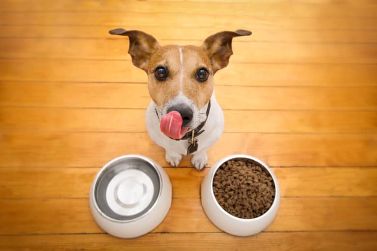 chien croquette gamelle miam