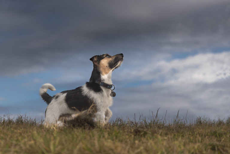 chien orage aventure