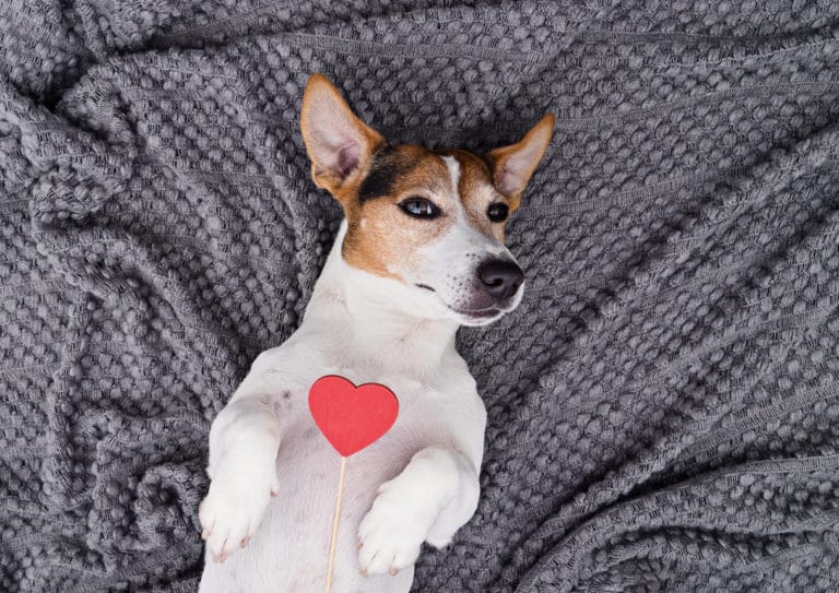 chien coeur