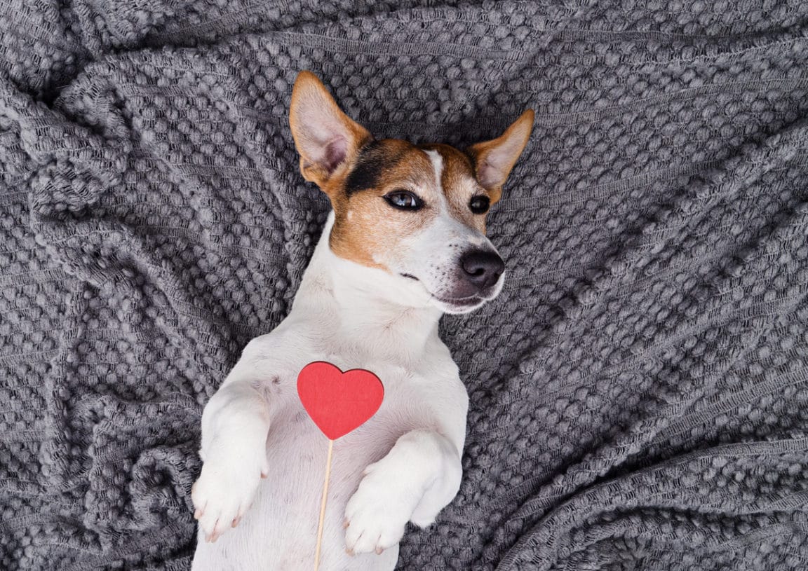 chien coeur