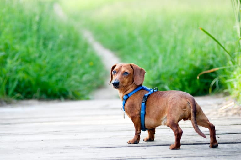 chien teckel harnais dehors