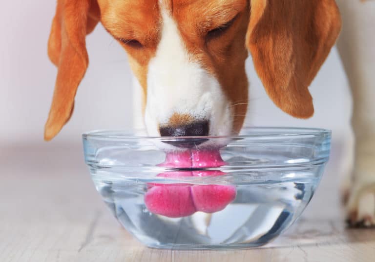 chien boire langue eau beagle