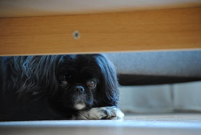 Chien cacher sous meuble