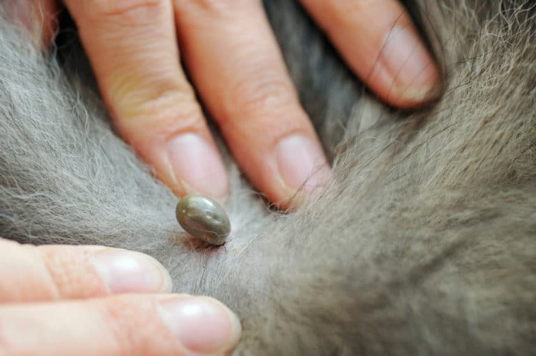 tique poils chien