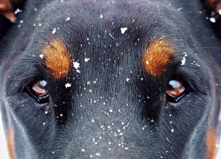 chien