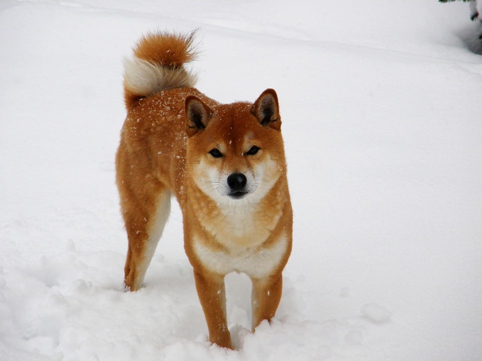 shiba inu chien