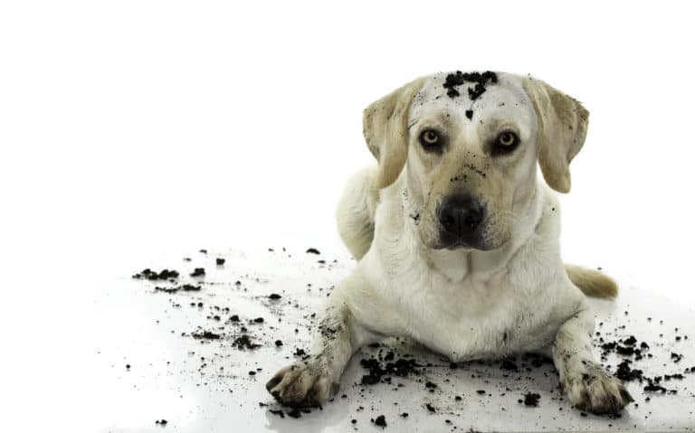 chien jouer terre sale