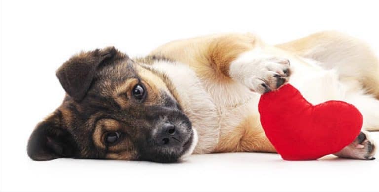 signes amour chien